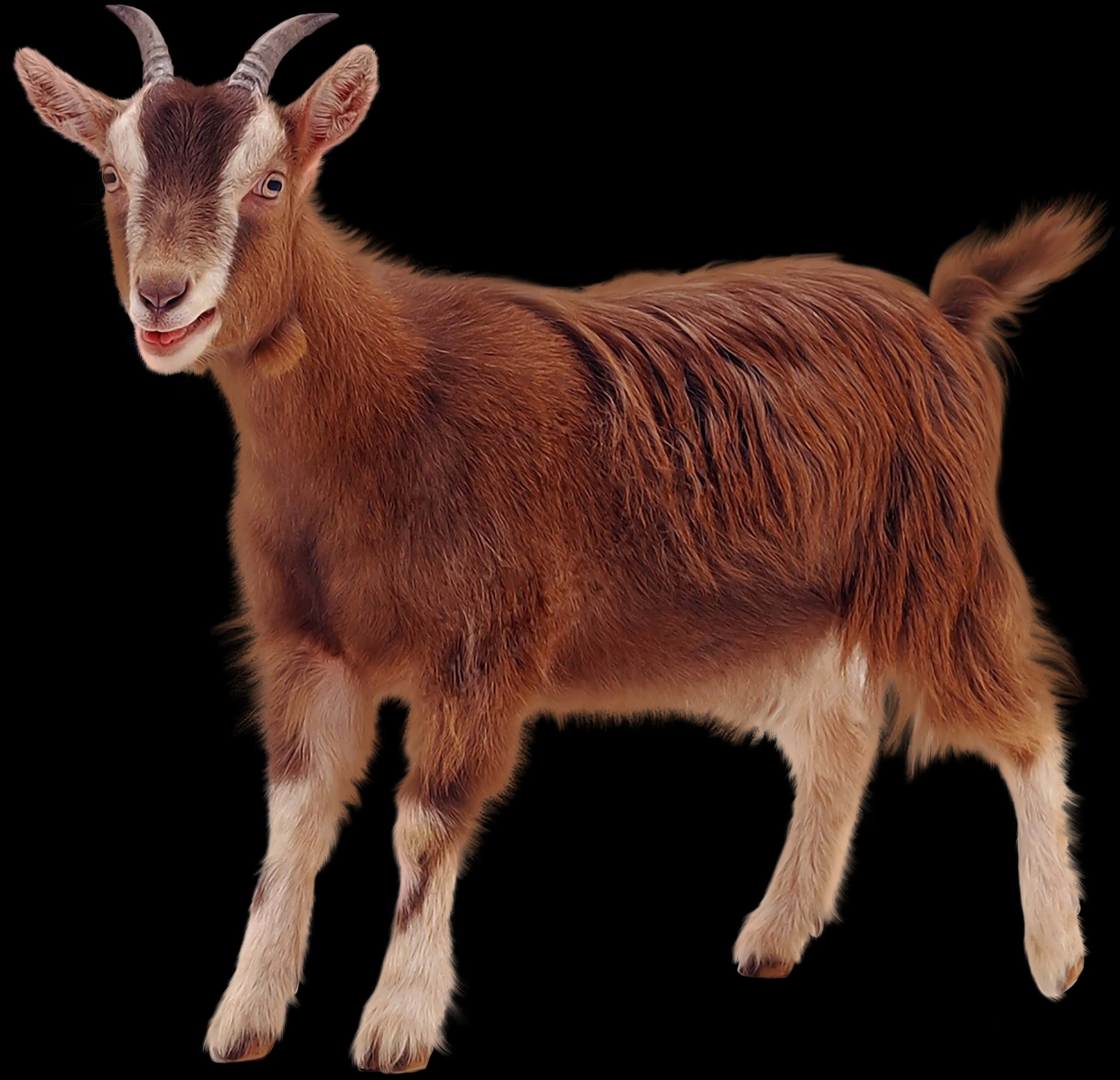 Brown Goat Portrait Isolated