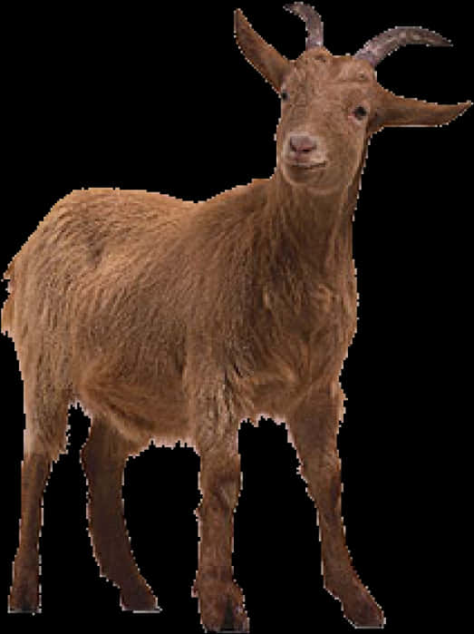 Brown Goat Standing Transparent Background