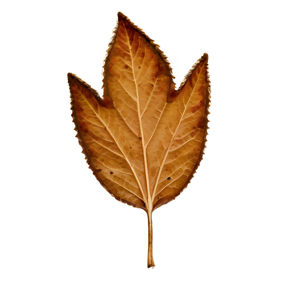 Brown Leaf Png 8