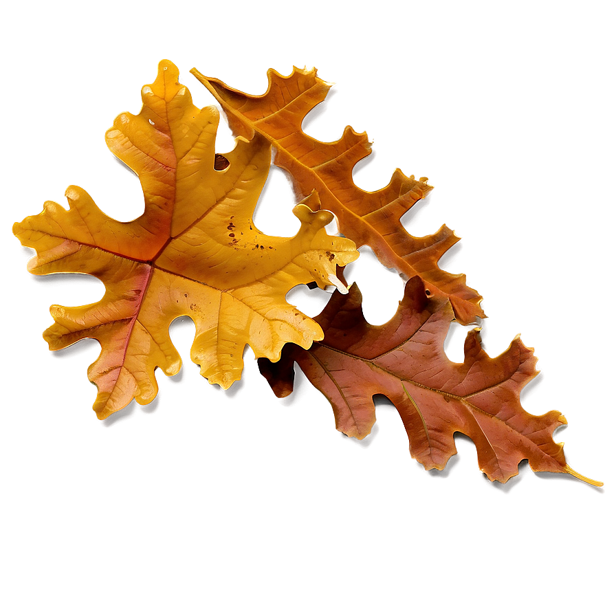 Brown Oak Leaf Fall Png 96