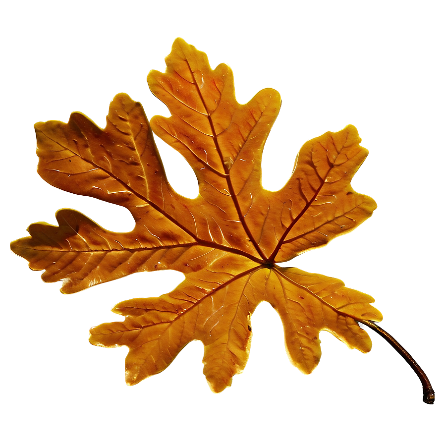 Brown Oak Leaf Fall Png Ias