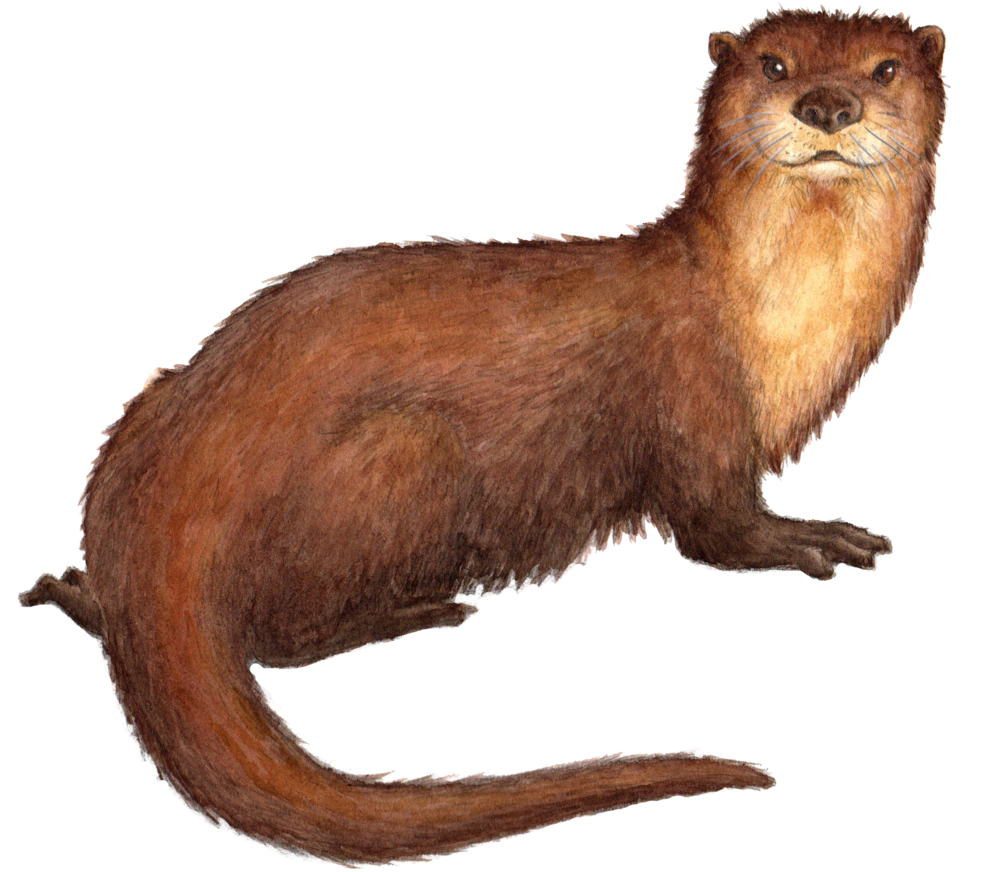 Brown Otter Illustration.png