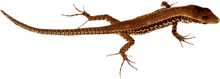 Brown Patterned Lizard Isolated