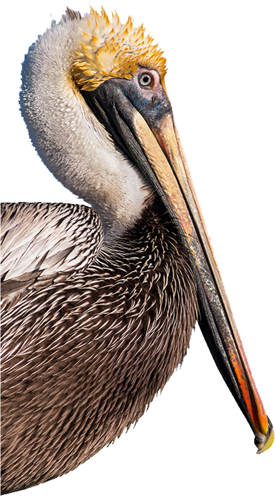 Brown Pelican Portrait.png