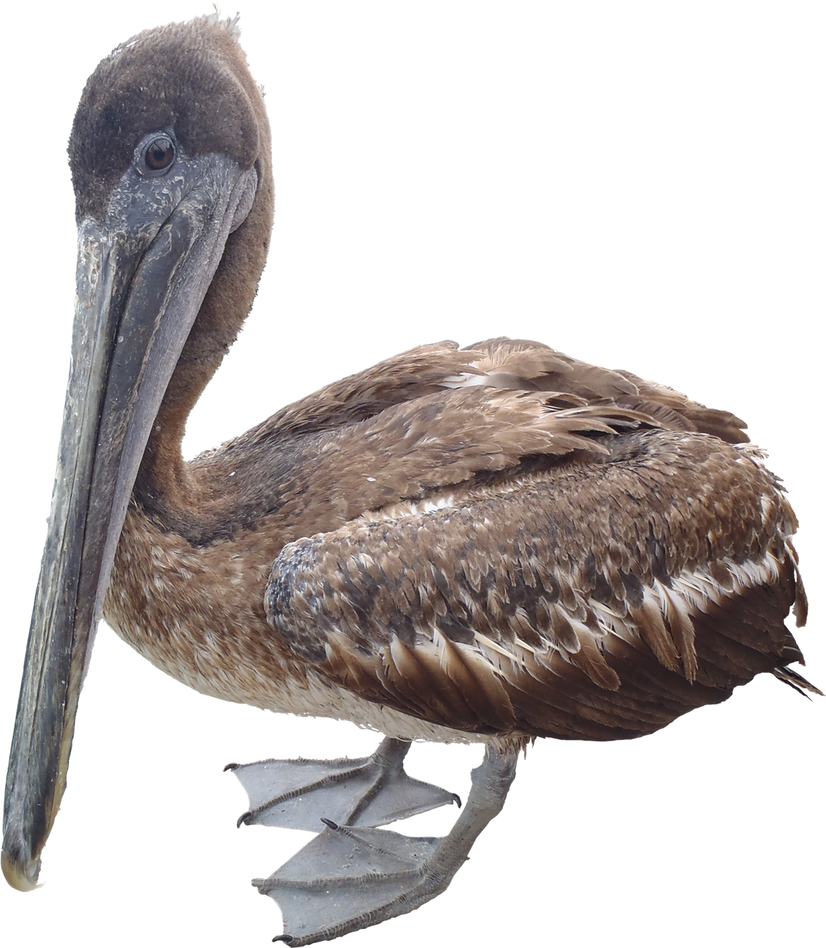 Brown Pelican Profile