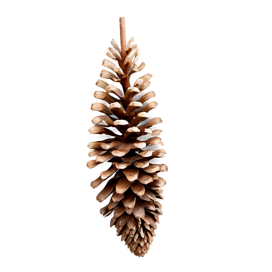 Brown Pine Cone Png Csg34