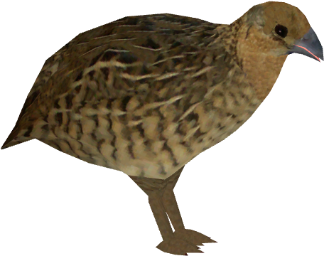 Brown Quail Isolated