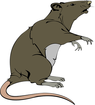 Brown Rat Illustration