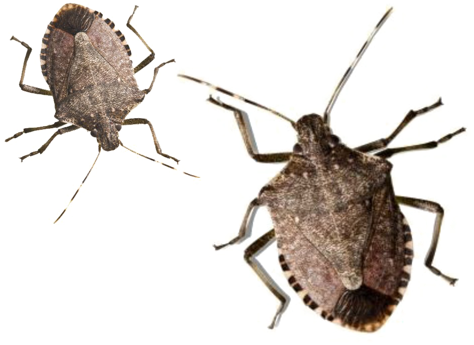 Brown Stink Bugs Isolated