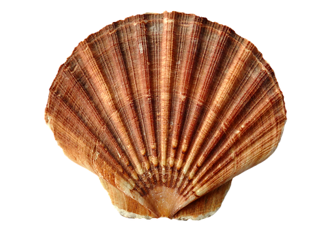 Brown Striped Scallop Shell