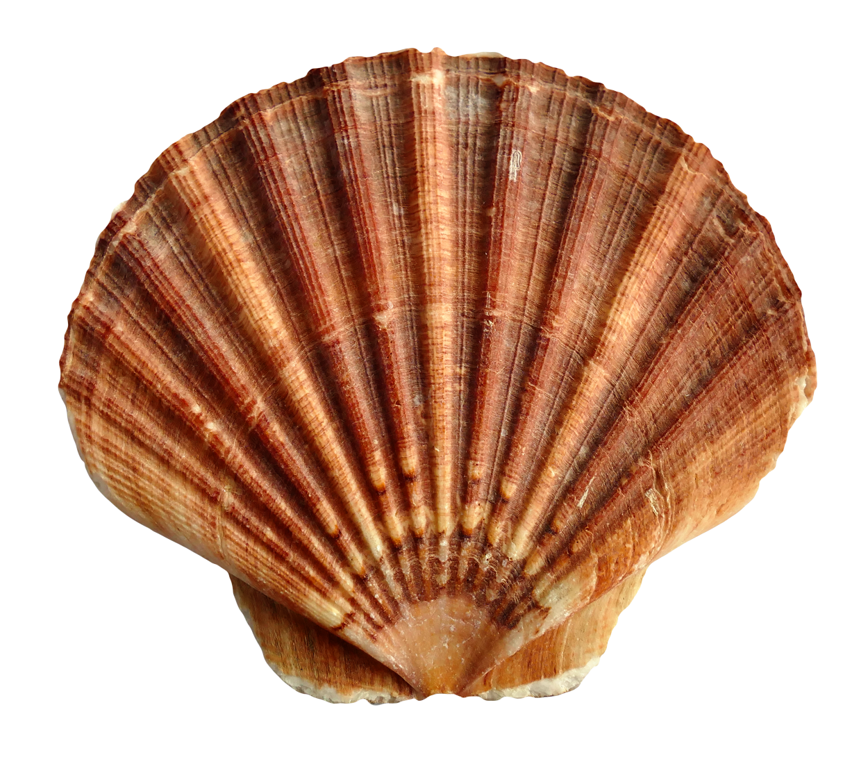 Brown Striped Scallop Shell