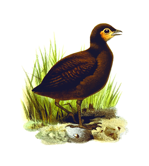 Brown Waterbird Illustration