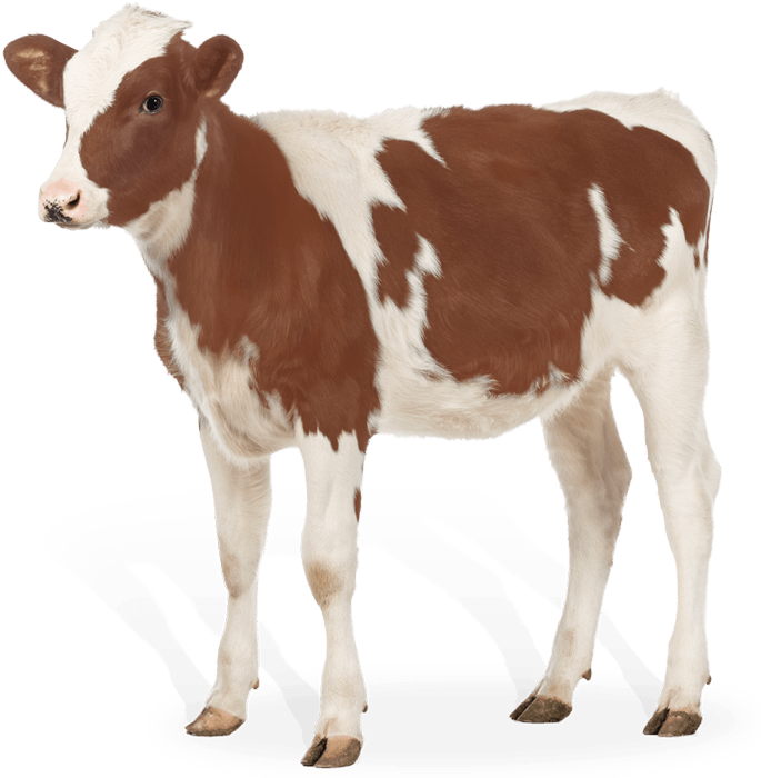 Brown White Calf Standing