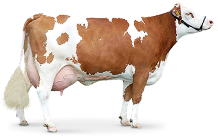 Brownand White Dairy Cow