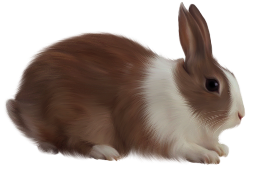 Brownand White Rabbit Black Background.jpg