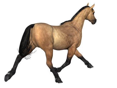 Buckskin Horse Black Background