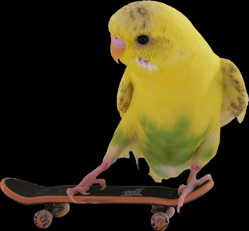 Budgie Skateboard Trick