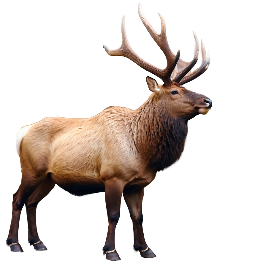 Bull Elk Png 05242024
