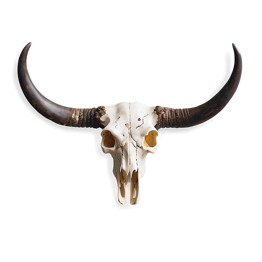 Bull Skull B