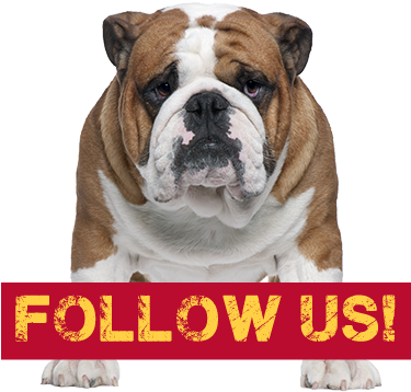 Bulldog Follow Us Social Media Prompt