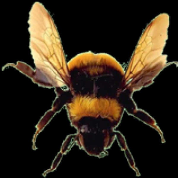 Bumblebee In Flight.png