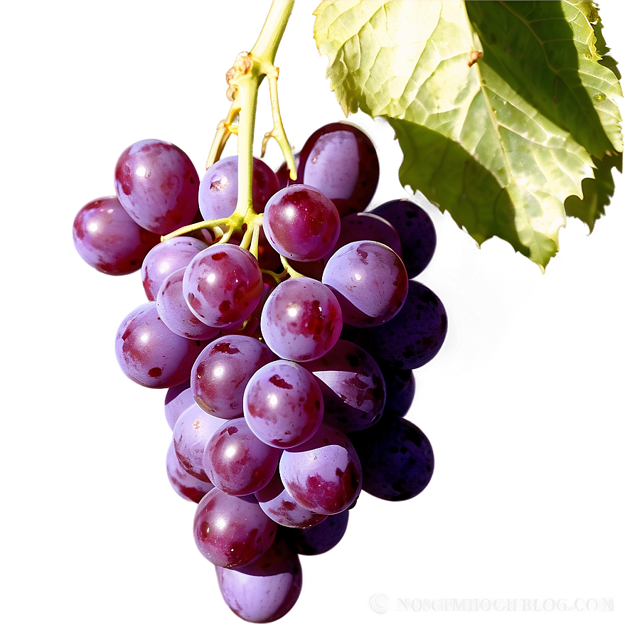 Bunch Of Grapes Png Ajp