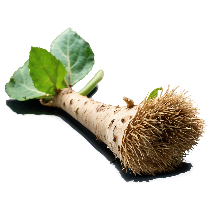 Burdock Root Png Wtn46