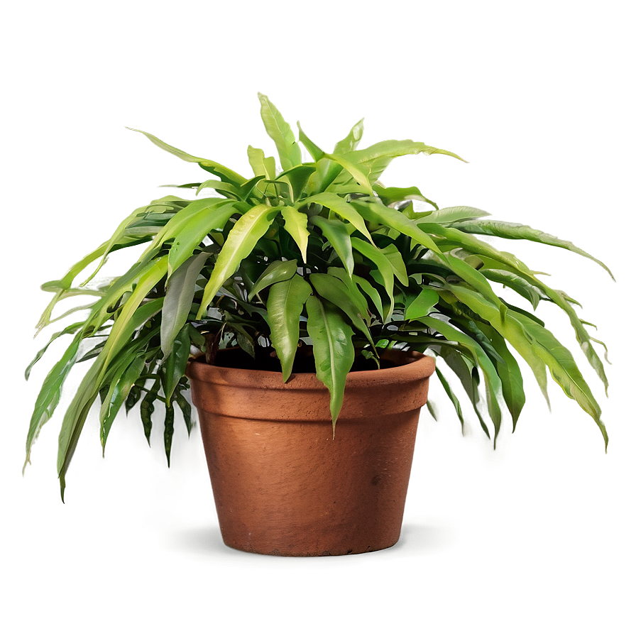 Bushy Plants Png Fjt