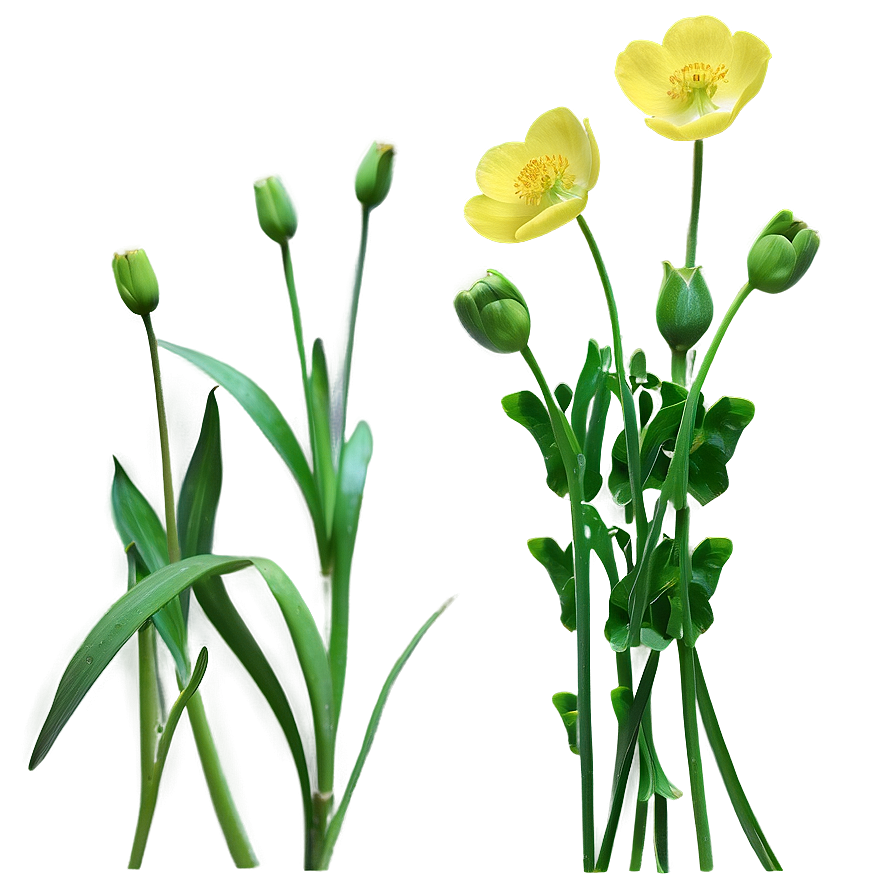 Buttercup Background Png Hsl