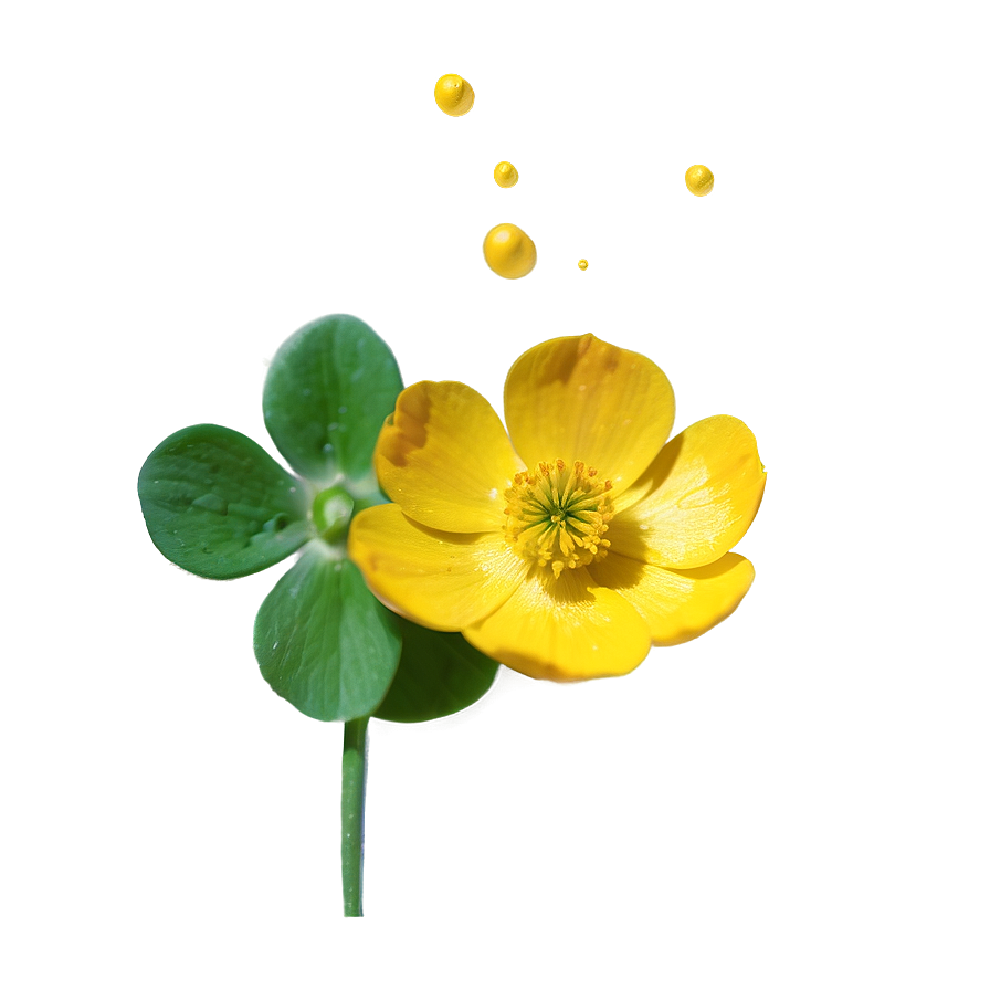 Buttercup Essence Png Yfd24