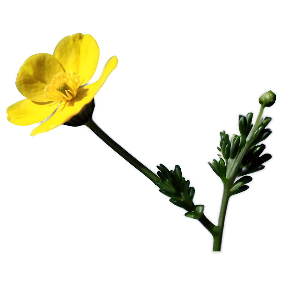 Buttercup Macro Png Bao51