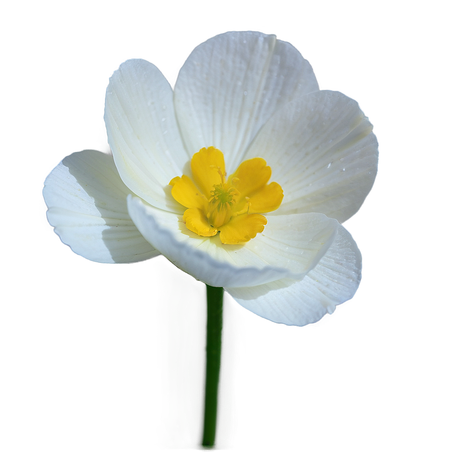 Buttercup Macro Png Bmn37