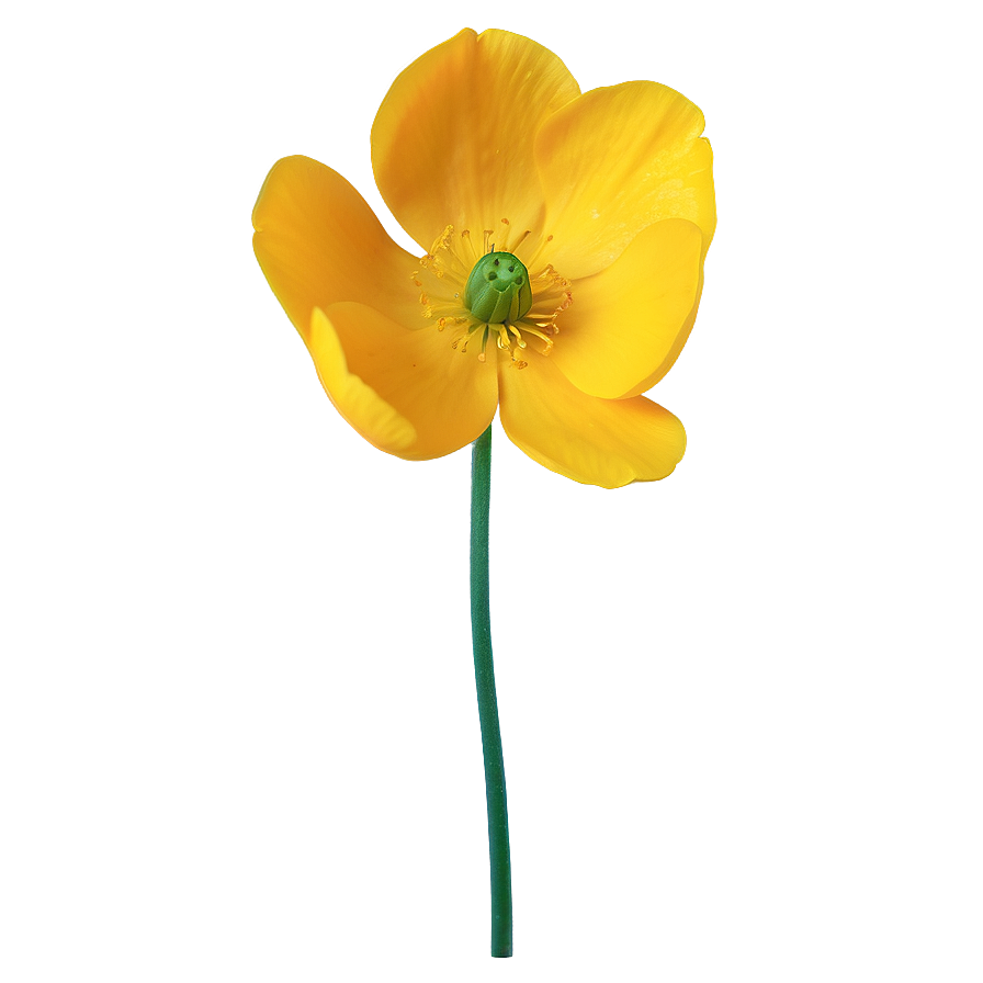 Buttercup Petal Closeup Png Qrk