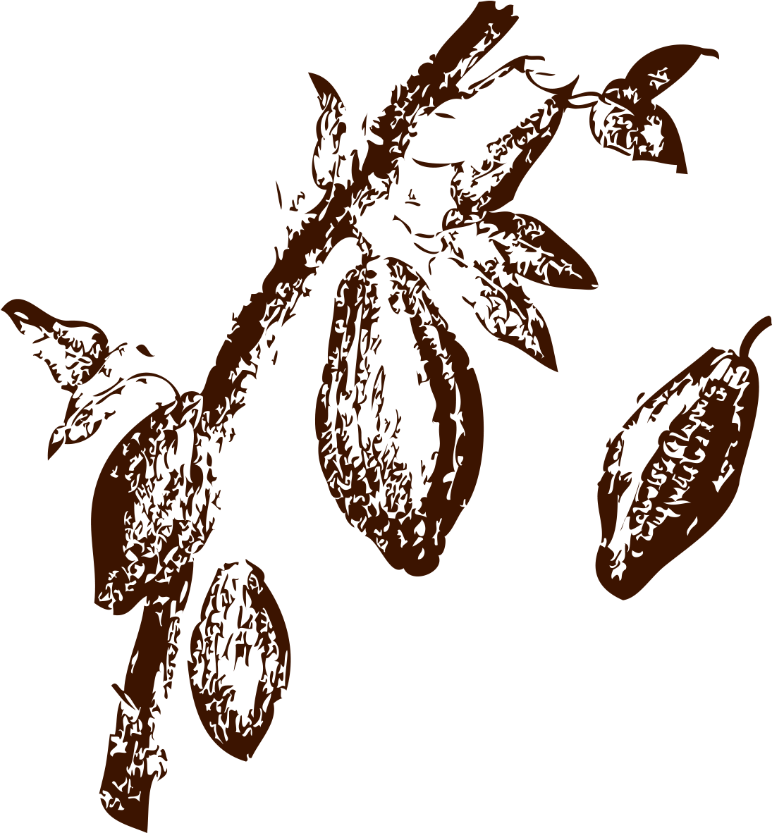 Cacao Pod Illustration.png