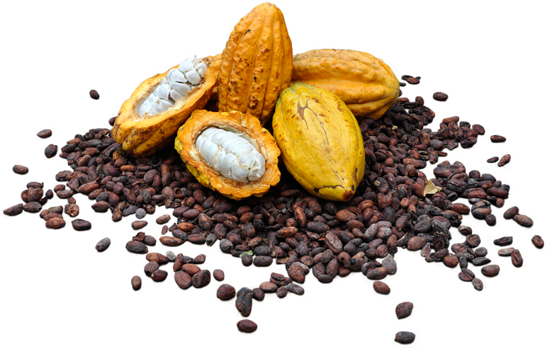 Cacao Podsand Beans