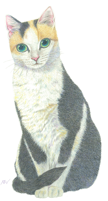 Calico Cat Illustration.png