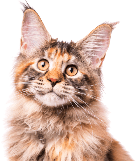 Calico Cat Portrait