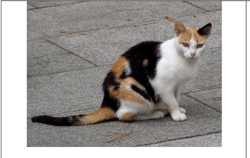 Calico Cat Sittingon Pavement