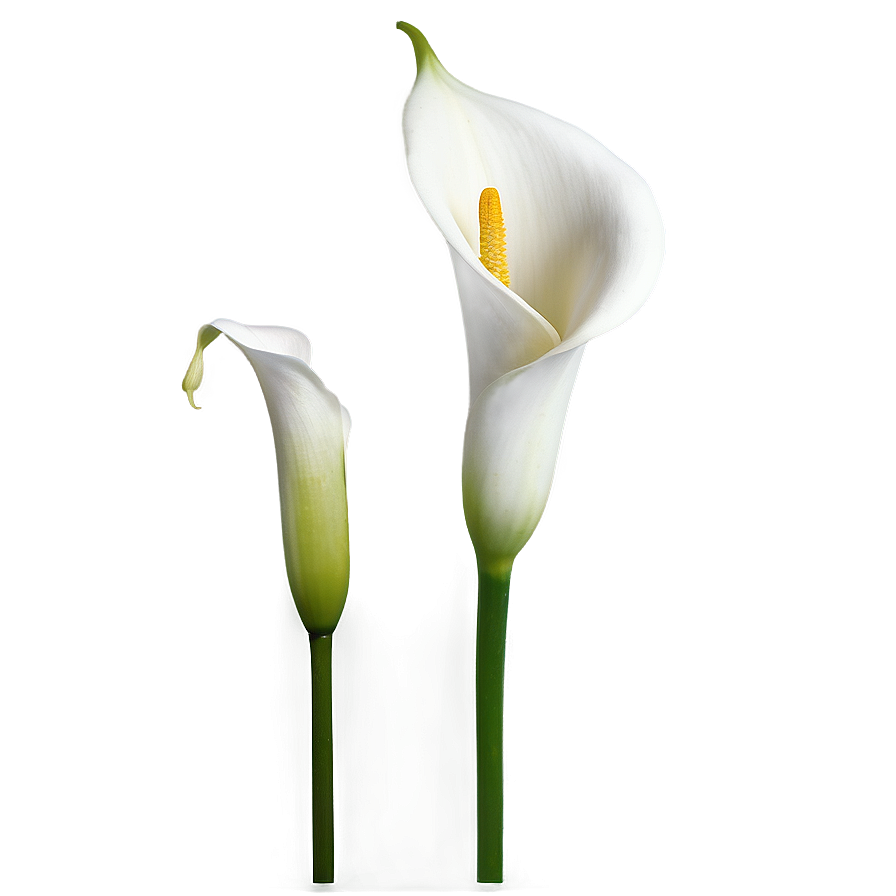 Calla Lily B