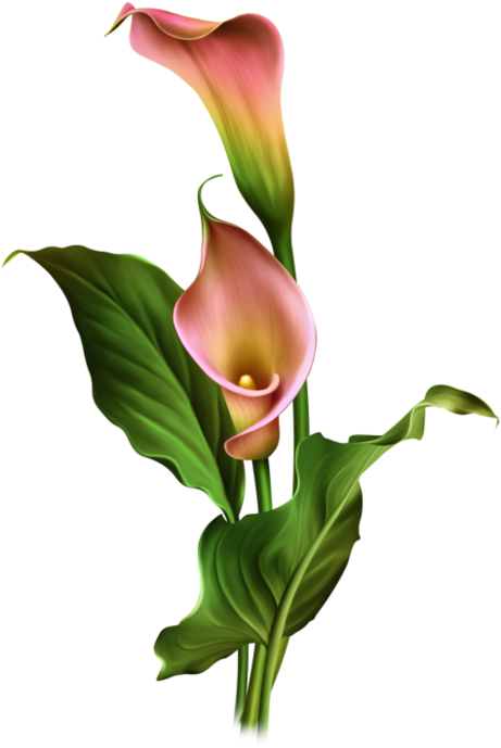 Calla Lily Flowers Artwork