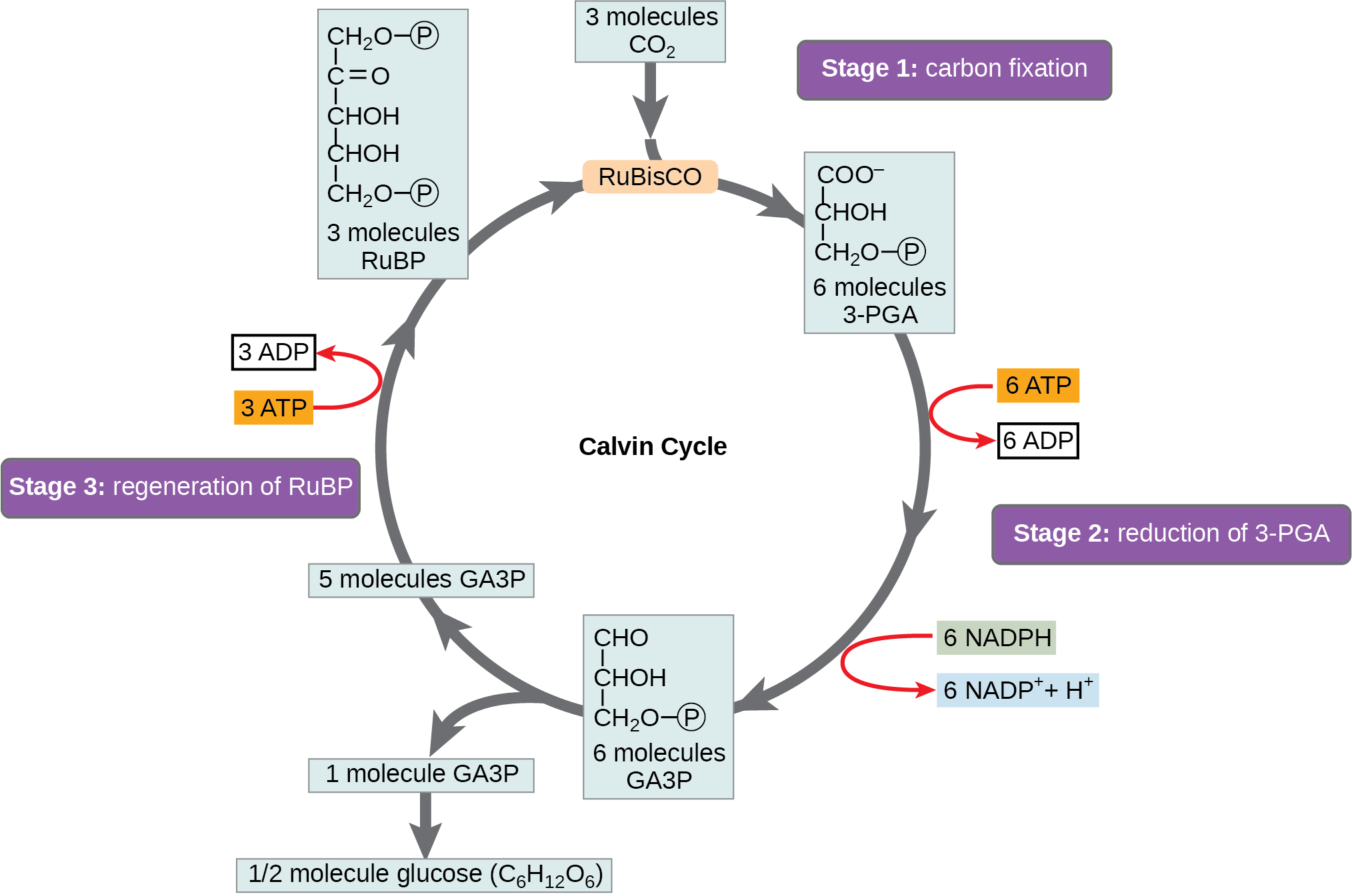 Calvin Cycle Photosynthesis Diagram