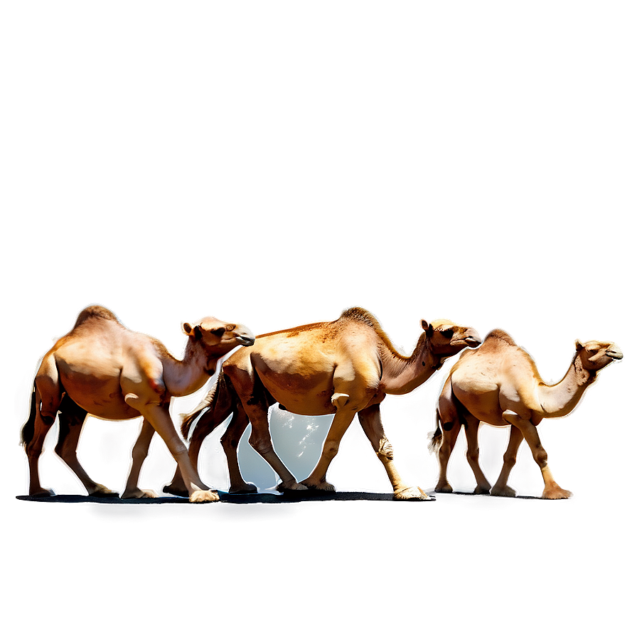 Camel Herd Png 05212024