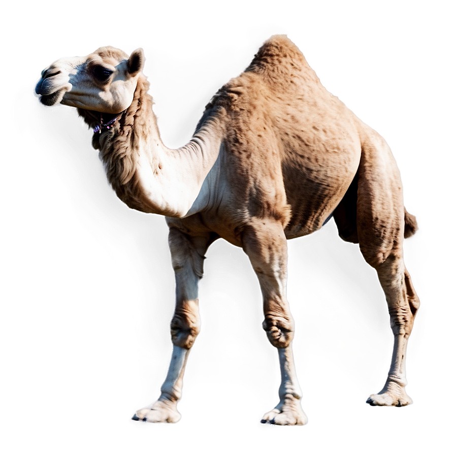 Camel Silhouette Png 62