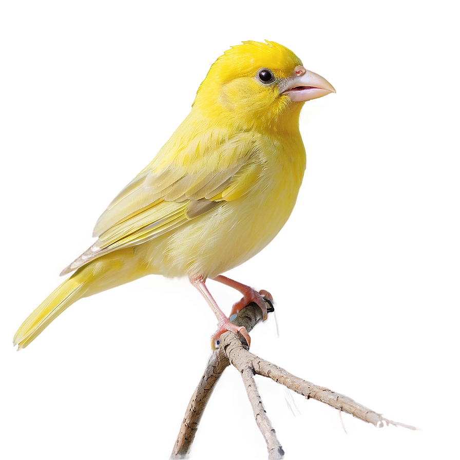 Canary Bird Singing Png 05032024