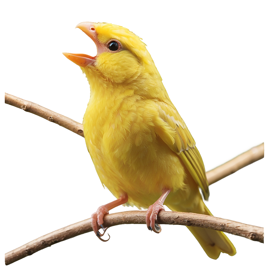 Canary Bird Singing Png 05032024