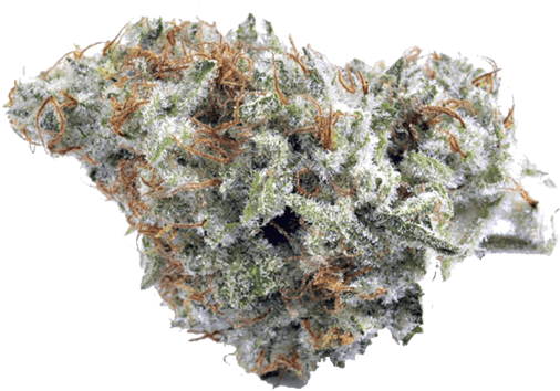 Cannabis Bud Closeup