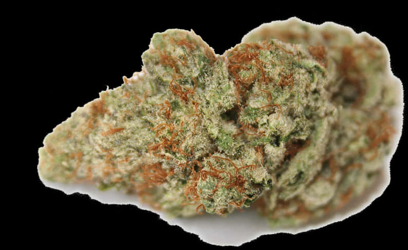 Cannabis Bud Closeup