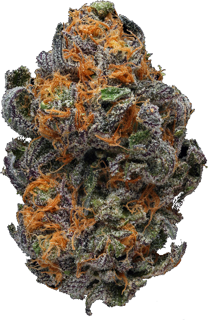 Cannabis Bud Closeup.png