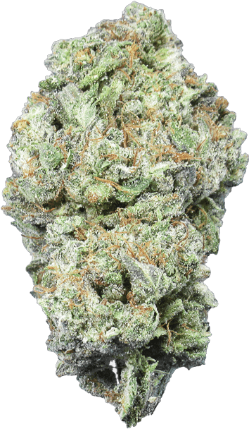 Cannabis Bud Closeup.png