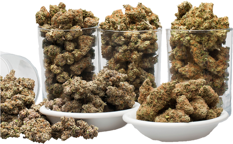 Cannabis Buds Display